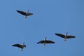 Flying wild Greater white-fronted geese Anser albifrons against blue sky