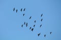 Flying wild Greater white-fronted geese Anser albifrons and barnacle geese Branta leucopsis against clear blue sky