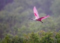 Flying with wings up, a roseate spoonbill in morning fog Royalty Free Stock Photo