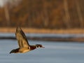 Flying Wood Duck Royalty Free Stock Photo