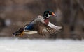 Flying wood duck