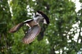 Flying wood pigeon with disheveled feathers and green foliage