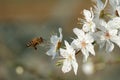 Flying worker bee Royalty Free Stock Photo