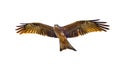 Flying Yellow-billed kite