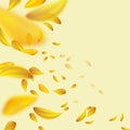 Flying yellow petals Royalty Free Stock Photo