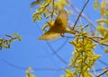 Flying Yellow Warbler Royalty Free Stock Photo