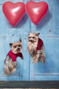 Flying Yorkshire Terrier dogs Royalty Free Stock Photo