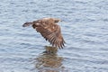 Flying young bald eagle Royalty Free Stock Photo