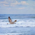 Flying Young Seagull