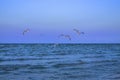 Flyings seagulls over the calm sea. Melancholic background