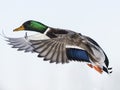 Flyng Mallard Duck Royalty Free Stock Photo