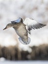 Flyng Mallard Duck Royalty Free Stock Photo