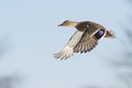 Flyng Mallard Duck Royalty Free Stock Photo