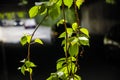 Flyover and ivy