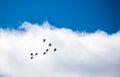 Flypast by Pink Footed Geese