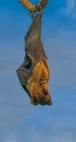 Flyring fox aka, fox bat, greater flying fox, Malayan flying fox, Malaysian flying fox, large fruit bat, kalang or kalong Royalty Free Stock Photo