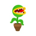 Flytrap in pot. Flower predator Carnivorous plant. Angry Flowers with Teeth Royalty Free Stock Photo