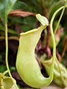 Flytrap Predatory Carnivorous monkey cups plant, tropical pitcher plants ,Nepenthes mirabilis Ventrata