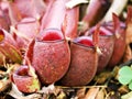 Flytrap Predatory Carnivorous monkey cups plant, tropical pitcher plants ,Nepenthes mirabilis Ventrata