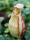 Flytrap Predatory Carnivorous monkey cups plant, tropical pitcher plants ,Nepenthes mirabilis Ventrata