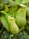 Flytrap Predatory Carnivorous monkey cups plant, tropical pitcher plants ,Nepenthes mirabilis Ventrata