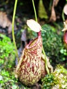 Flytrap Predatory Carnivorous monkey cups plant, tropical pitcher plants ,Nepenthes mirabilis Ventrata