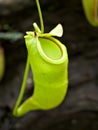 Flytrap Predatory Carnivorous monkey cups plant, tropical pitcher plants ,Nepenthes mirabilis Ventrata