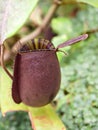 Flytrap Predatory Carnivorous monkey cups plant, tropical pitcher plants ,Nepenthes mirabilis Ventrata