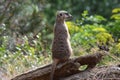 Fnatastic Profile of a Meerkat Royalty Free Stock Photo