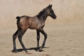 Foal Royalty Free Stock Photo