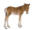 Foal (4 weeks old) Royalty Free Stock Photo
