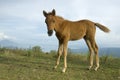 Foal Royalty Free Stock Photo