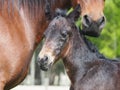 Foal or baby horse closeup, equestrian or farming Royalty Free Stock Photo