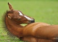 Foal