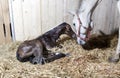 Foal birth in the horse stable Royalty Free Stock Photo