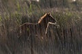 Foal, Camargue horse Royalty Free Stock Photo