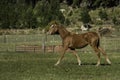 Foal cantering in the field Royalty Free Stock Photo