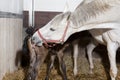 Foal is cleaned Royalty Free Stock Photo