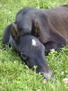 Foal in clover field