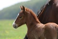 Foal in countryside