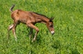 Foal doing first steps on a spring pasture