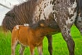 Foal drinking mothers milk Royalty Free Stock Photo