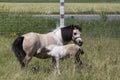 Foal feeding from miniature mare Royalty Free Stock Photo