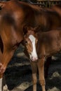 Foal a few weeks old and his mother Royalty Free Stock Photo