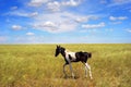 Foal in the field