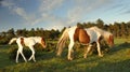 Foal following mother in New Forest Royalty Free Stock Photo