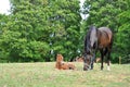Foal Royalty Free Stock Photo