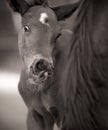 Foal with funny face by Mare Royalty Free Stock Photo