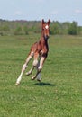 A foal galloping on to the spring meadow Royalty Free Stock Photo