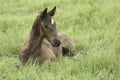 Foal in the grass